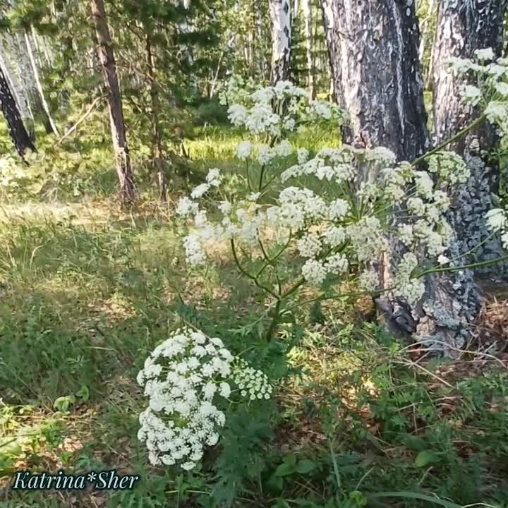 Нурдания Низамова