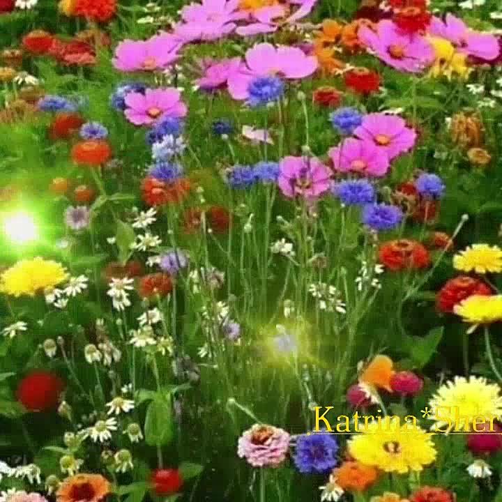 Флёра Шарипова