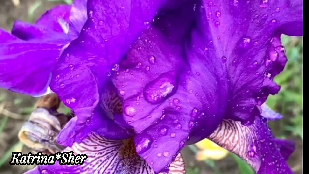 Зарема Аюпова