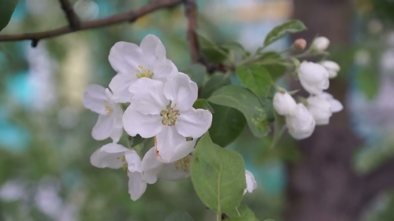 Классика и инструментал