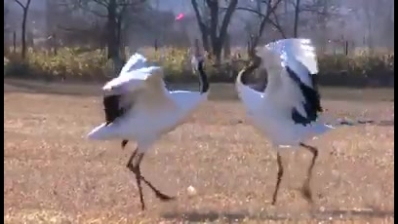 видео и голоса птиц и зверей