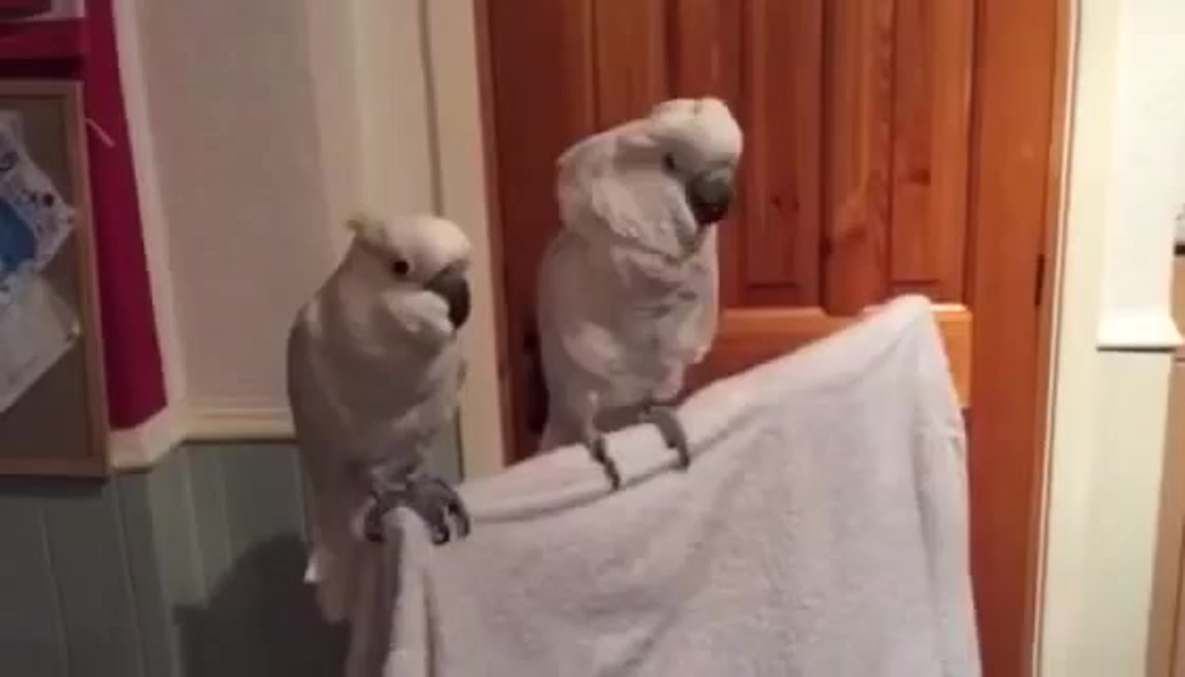 Юмор.Животные