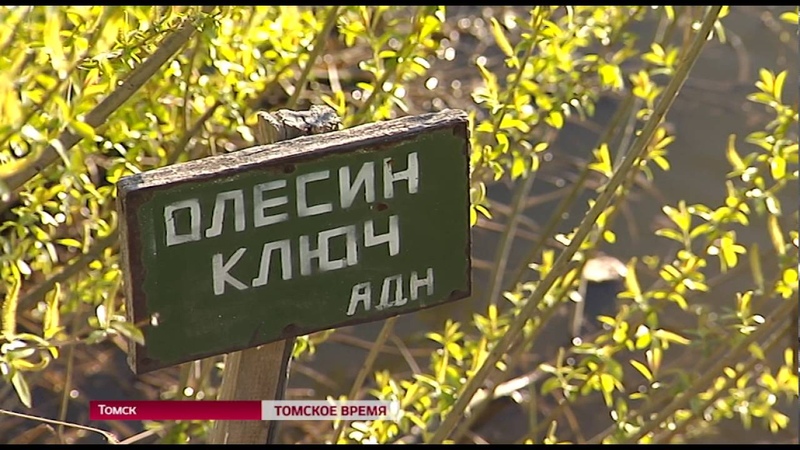 Университетская роща  Томска.Родники