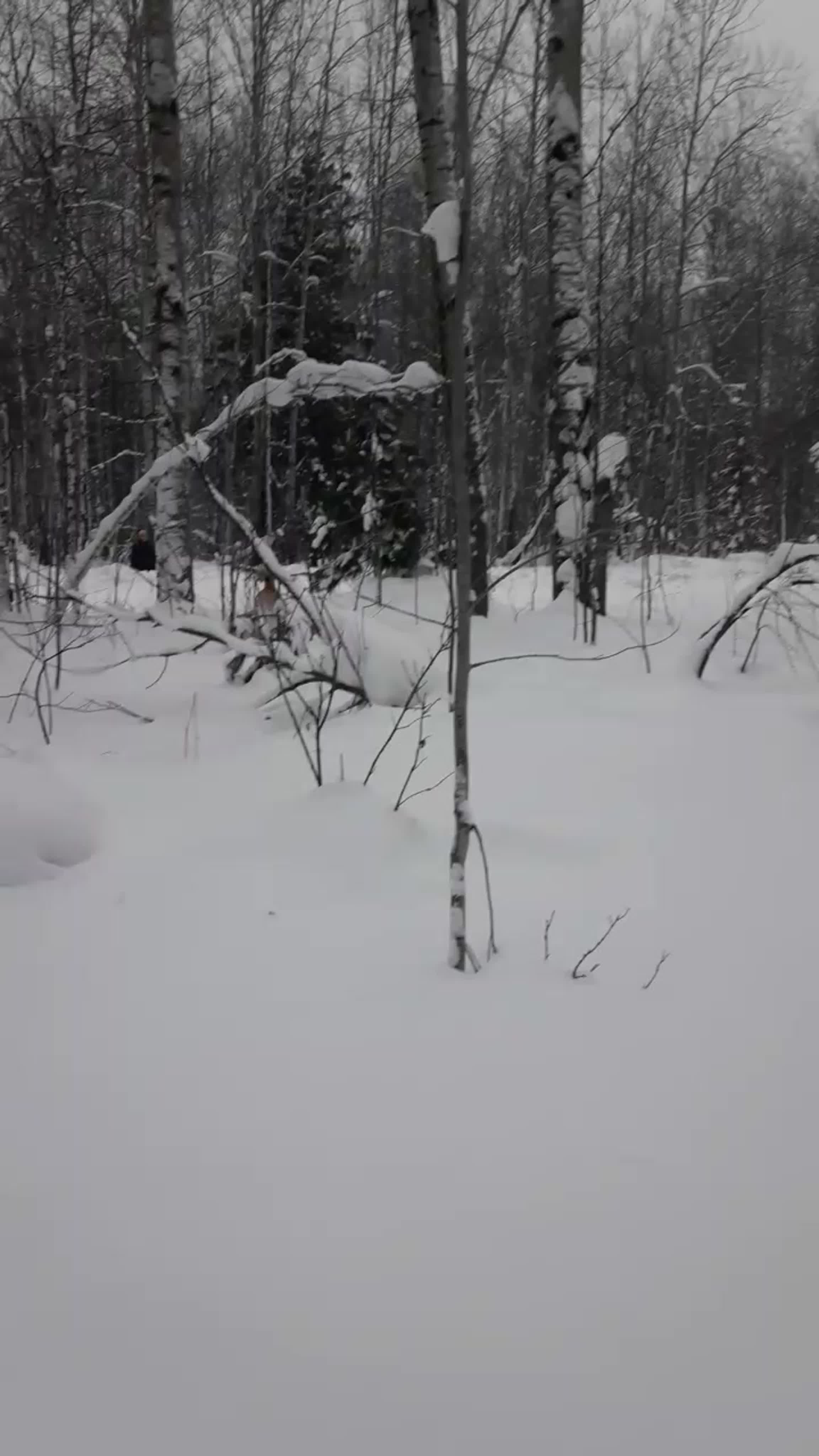 Наблюдения волонтёров группы Экотропы Томска