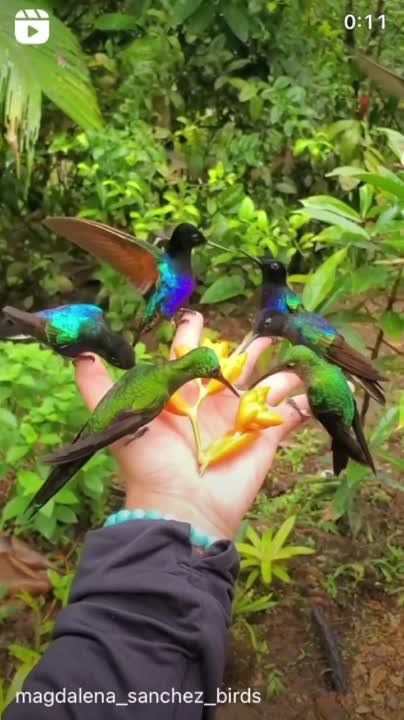 Новая Зеландия  и Австралия с участием Факундо Арана