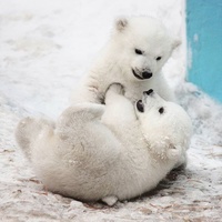 Шилка. Моя жизнь. \ Shilka. My life.